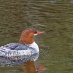 Photo: Merganser duck