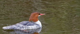 Photo: Merganser duck