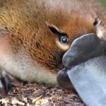 Photo: Platypus