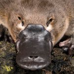 Photo of platypus