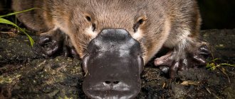 Photo of platypus