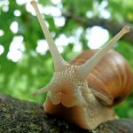 Photo: Grape snail