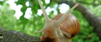 Photo: Grape snail