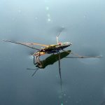 Photo: Water strider