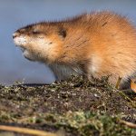 Photo: Water rat