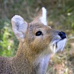 Photo: Water deer