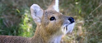 Photo: Water deer