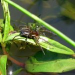 Photo: Water spider