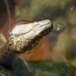 Photo: Water snake