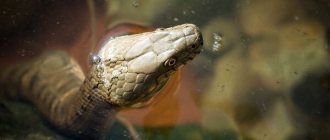 Photo: Water snake