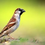 Photo: Sparrow