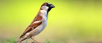 Photo: Sparrow