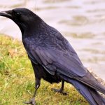 Photo: Raven bird