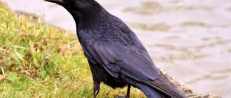 Photo: Raven bird