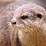 Photo: Otter