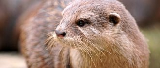 Photo: Otter