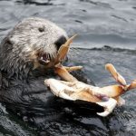 Photo: Otter sea otter