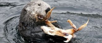 Photo: Otter sea otter