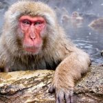 Photo: Japanese macaque