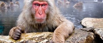 Photo: Japanese macaque