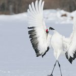 Photo: Red-crowned crane