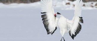 Photo: Red-crowned crane