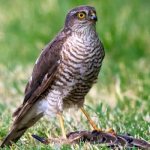 Photo: Sparrowhawk