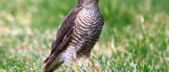 Photo: Sparrowhawk