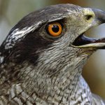 Photo: Goshawk