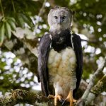 Photo: South American Harpy