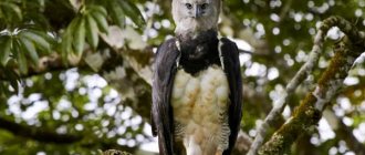 Photo: South American Harpy