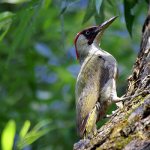 Photo: Green Woodpecker