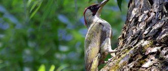 Photo: Green Woodpecker