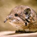 Photo: Shrew