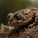 Photo: Ground toad