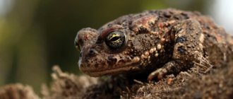 Photo: Ground toad