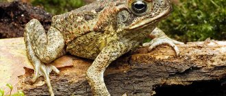 Photo: Toad aga