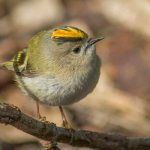 Photo: Yellow-headed Kinglet