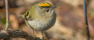 Photo: Yellow-headed Kinglet