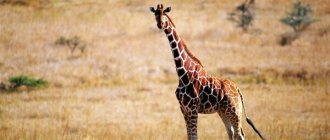 Photo: Giraffe