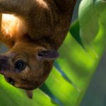 Photo: Kinkajou Animal