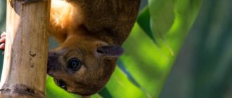 Photo: Kinkajou Animal