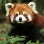 Photo: Animal red panda