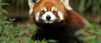 Photo: Animal red panda