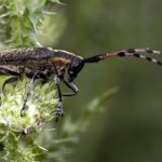 Photo: Lumberjack Beetle