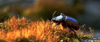 Photo: Rhinoceros beetle insect