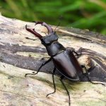 Photo: Horn beetle