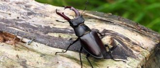 Photo: Horn beetle