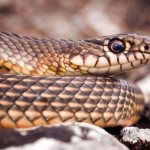 Photo: Yellowbelly snake