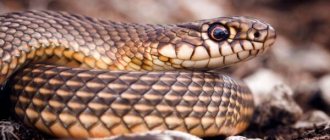 Photo: Yellowbelly snake